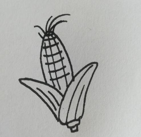 玉米怎么画 玉米简笔画的画法