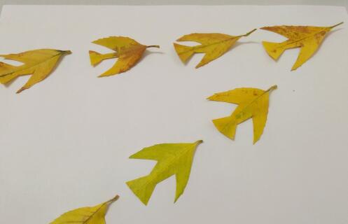 树叶贴画 怎样用树叶做大雁