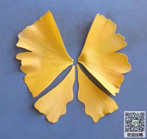 银杏树叶制作金色的蝴蝶方法