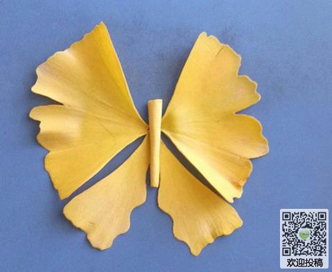 银杏树叶制作金色的蝴蝶方法
