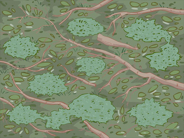 怎么选择苔藓 一起学种植苔藓的方法