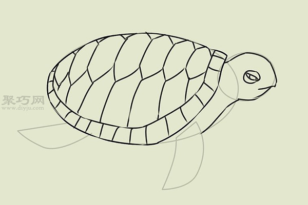 画画真实的乌龟的步骤 15