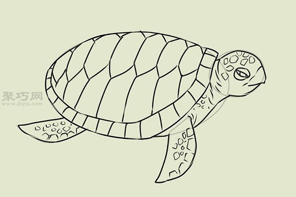 画画真实的乌龟的步骤 17