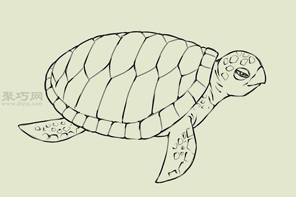 画画真实的乌龟的步骤 18
