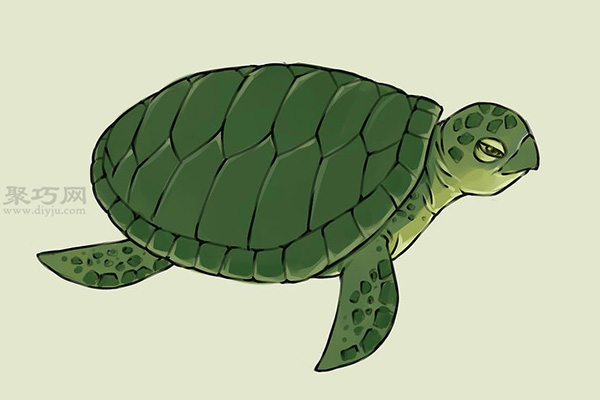 画画真实的乌龟的步骤 19