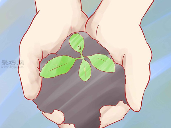 怎样种植香草 10