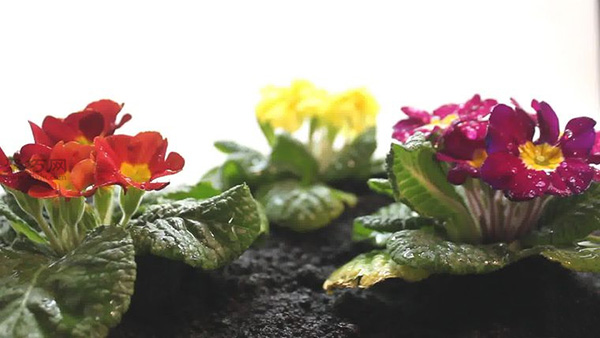 怎么样养护花朵 教你种花步骤