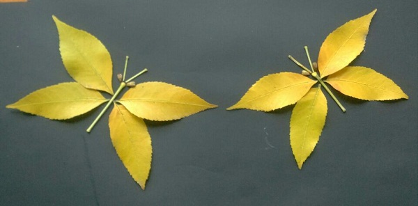 儿童叶子手工制作 用金黄的树叶来粘贴制作漂亮的蝴蝶树叶拼贴画