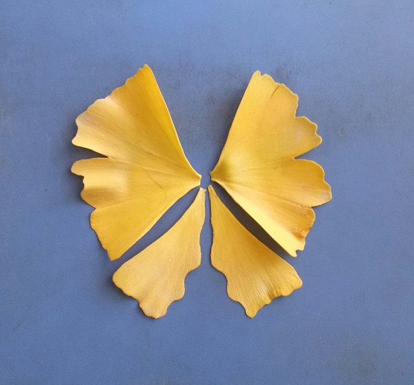 儿童叶子手工制作漂亮的树叶粘贴画，教你用银杏树叶创意制作漂亮的金色蝴蝶