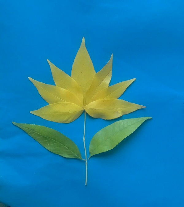 儿童叶子手工制作，唯美的创意手工DIY树叶贴画之一枝金色的菊花