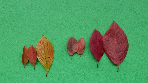 儿童叶子手工制作漂亮的树叶拼贴画，利用秋天的落叶创意制作一幅美丽的风景画