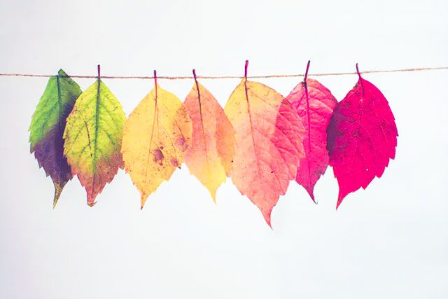 色谱法分离色素实验 了解秋天叶子为什么会变色(步骤图解)