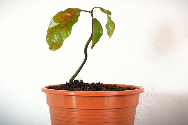 适合儿童种植的植物：怎么在家种芒果盆栽(步骤图解)10