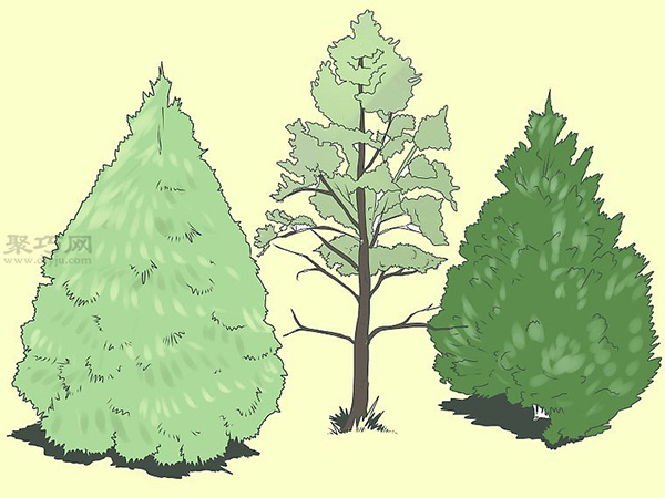 怎样培育松树 用幼株培育松树图片教程