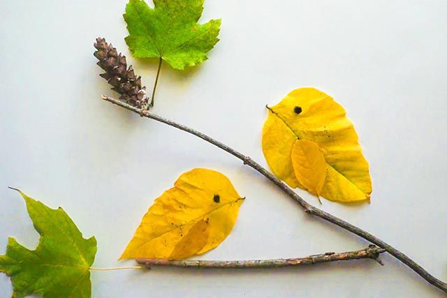 秋天的树叶创意手工，简单的儿童树叶粘贴画小鸟5